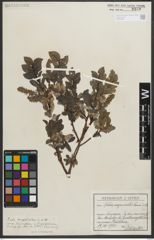 Foto von Salix myrsinites L.